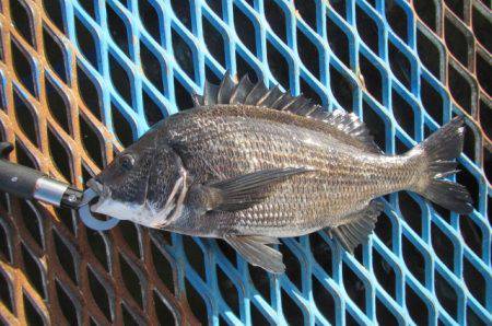 オリジナルメーカー海づり公園(市原市海づり…