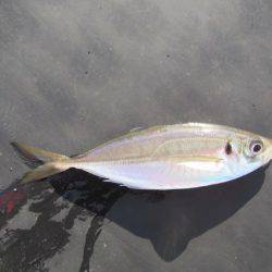 オリジナルメーカー海づり公園(市原市海づり施設) 釣果