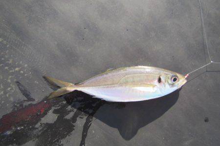 オリジナルメーカー海づり公園(市原市海づり施設) 釣果
