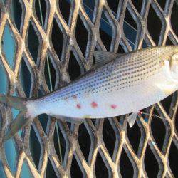 オリジナルメーカー海づり公園(市原市海づり施設) 釣果
