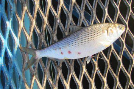 オリジナルメーカー海づり公園(市原市海づり施設) 釣果