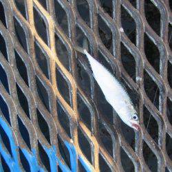 オリジナルメーカー海づり公園(市原市海づり施設) 釣果