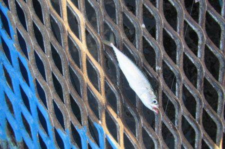 オリジナルメーカー海づり公園(市原市海づり施設) 釣果