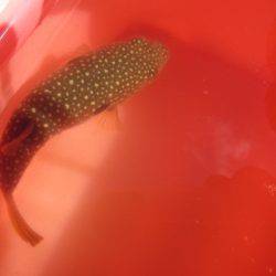 オリジナルメーカー海づり公園(市原市海づり施設) 釣果