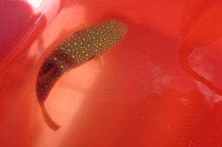 オリジナルメーカー海づり公園(市原市海づり施設) 釣果