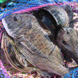 オリジナルメーカー海づり公園(市原市海づり施設) 釣果