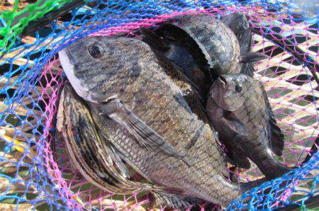 オリジナルメーカー海づり公園(市原市海づり施設) 釣果