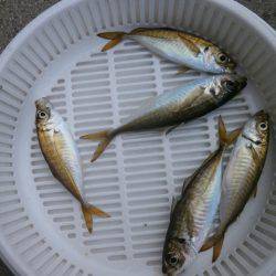 大阪南港海つり公園 釣果