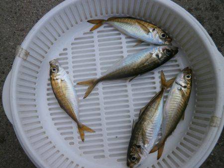 大阪南港海つり公園 釣果