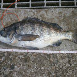 大阪南港海つり公園 釣果