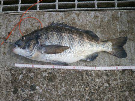大阪南港海つり公園 釣果