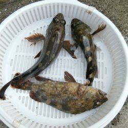 大阪南港海つり公園 釣果