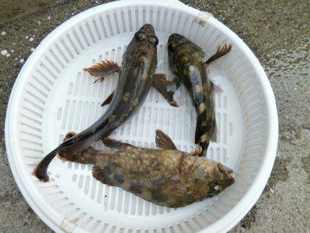 大阪南港海つり公園 釣果