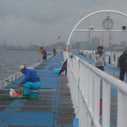 オリジナルメーカー海づり公園(市原市海づり施設) 釣果