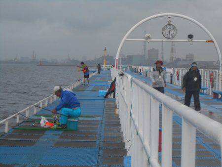 オリジナルメーカー海づり公園(市原市海づり施設) 釣果