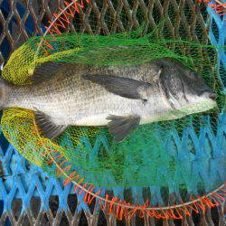 オリジナルメーカー海づり公園(市原市海づり施設) 釣果