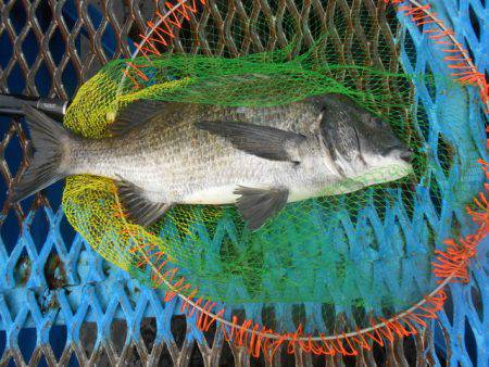 オリジナルメーカー海づり公園(市原市海づり…