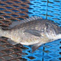 オリジナルメーカー海づり公園(市原市海づり施設) 釣果