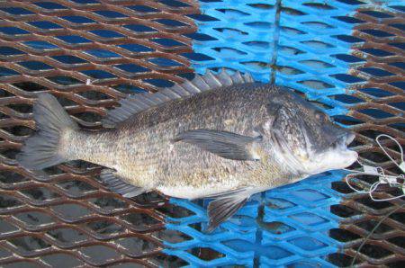 オリジナルメーカー海づり公園(市原市海づり施設) 釣果