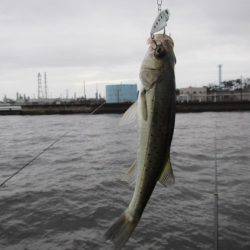 オリジナルメーカー海づり公園(市原市海づり施設) 釣果