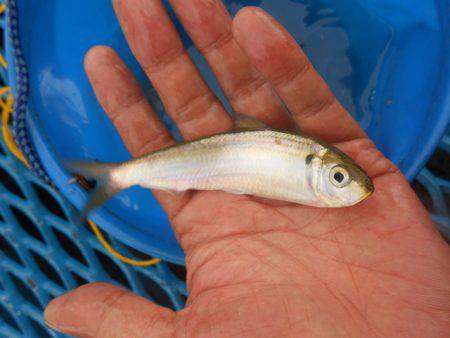 オリジナルメーカー海づり公園(市原市海づり施設) 釣果