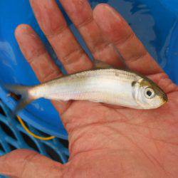 オリジナルメーカー海づり公園(市原市海づり施設) 釣果