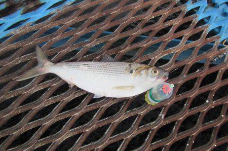 オリジナルメーカー海づり公園(市原市海づり施設) 釣果