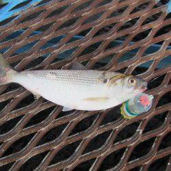 オリジナルメーカー海づり公園(市原市海づり施設) 釣果