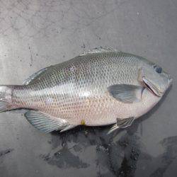 オリジナルメーカー海づり公園(市原市海づり施設) 釣果