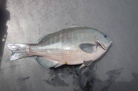 オリジナルメーカー海づり公園(市原市海づり…