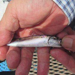 オリジナルメーカー海づり公園(市原市海づり施設) 釣果