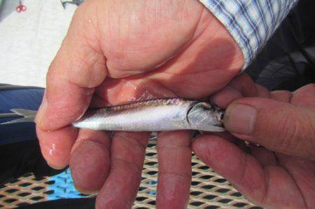 オリジナルメーカー海づり公園(市原市海づり施設) 釣果