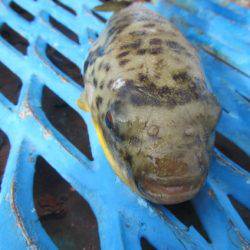 オリジナルメーカー海づり公園(市原市海づり施設) 釣果