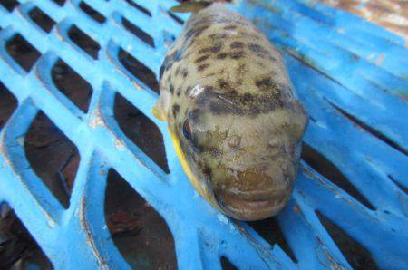 オリジナルメーカー海づり公園(市原市海づり施設) 釣果