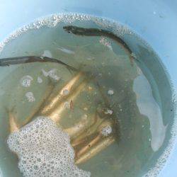 オリジナルメーカー海づり公園(市原市海づり施設) 釣果