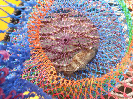 オリジナルメーカー海づり公園(市原市海づり施設) 釣果