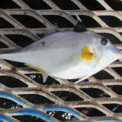 オリジナルメーカー海づり公園(市原市海づり施設) 釣果