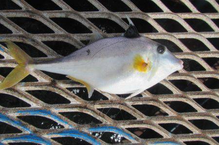 オリジナルメーカー海づり公園(市原市海づり施設) 釣果