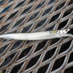 オリジナルメーカー海づり公園(市原市海づり施設) 釣果