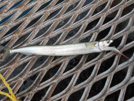 オリジナルメーカー海づり公園(市原市海づり施設) 釣果