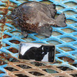 オリジナルメーカー海づり公園(市原市海づり施設) 釣果