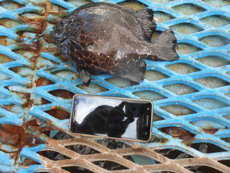 オリジナルメーカー海づり公園(市原市海づり施設) 釣果