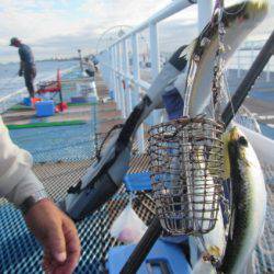 オリジナルメーカー海づり公園(市原市海づり施設) 釣果