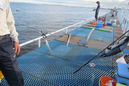 オリジナルメーカー海づり公園(市原市海づり施設) 釣果