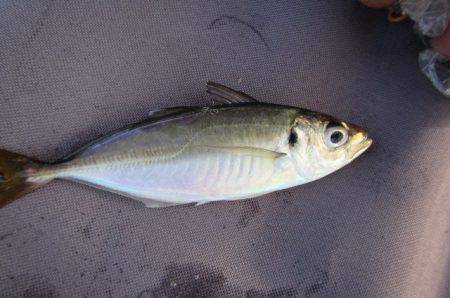 オリジナルメーカー海づり公園(市原市海づり施設) 釣果