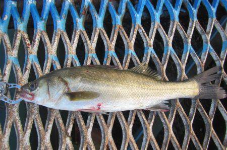 オリジナルメーカー海づり公園(市原市海づり施設) 釣果