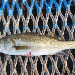 オリジナルメーカー海づり公園(市原市海づり施設) 釣果