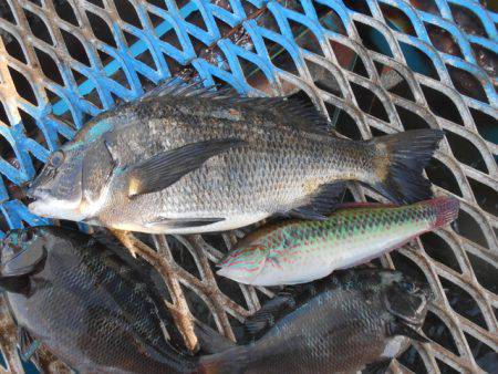 オリジナルメーカー海づり公園(市原市海づり施設) 釣果
