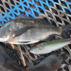 オリジナルメーカー海づり公園(市原市海づり施設) 釣果