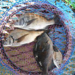 オリジナルメーカー海づり公園(市原市海づり施設) 釣果